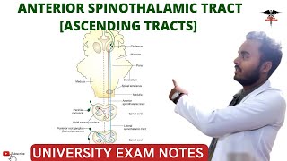 Anterior Spinothalamic Tract  Ascending Tracts  Spinal cord  CNS Physiology [upl. by O'Donovan694]