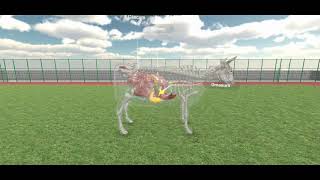 Learn Digestion in Ruminant K12 Simulation by Avidia Labs [upl. by Aromat]