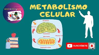 Metabolismo celular  anabolismo  catabolismo  ATP energía [upl. by Lankton]