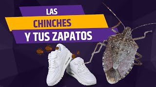 Cómo Deshacerte de las Chinches ¡CUIDADO CON TUS ZAPATOS  Guía Completa [upl. by Jodie]