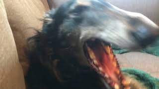 Bandit talks and sings Borzoi howling [upl. by Lotz431]