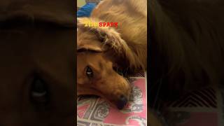 The Spark of my dog trending goldenretriever funny viral music shorts [upl. by Skantze923]