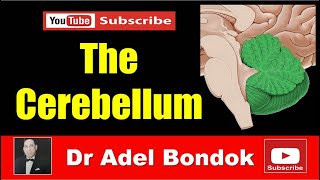 The Cerebellum Dr Adel Bondok [upl. by Adraynek]