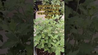 Guldaudi flower plant care tips Chrasanthemum flower plantcare sevanti Divyajoseph11M garden [upl. by Akimed]