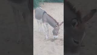 donkeys animals testing videos [upl. by Neelyar]