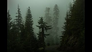 POV Youre in the woods looking for cryptids  A Cryptidcore playlist [upl. by Yesnyl]