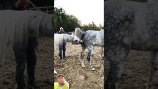 Best Wild Horses Mare Compilation of some Wild Horse Fights Video 145 [upl. by Siahc647]