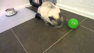 SlimCat Food Distributor Ball by PetSafe Day 1 HD [upl. by Lansing]