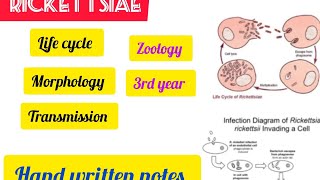 Rickettsialife cycle morphology zoology 3rd yearhandwritten exampreparation zoology [upl. by Eelessej]