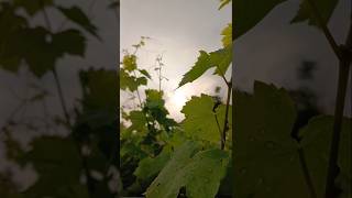 Grapes 🍇 Farming grape viralvideo trending youtubeshorts short farming [upl. by Noorah170]