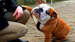 Lustige Bulldoggen Videos [upl. by Ojimmas]