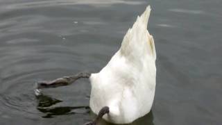 Swans at Bluewater Shopping Centre Greenhithe Kent [upl. by Recneps]