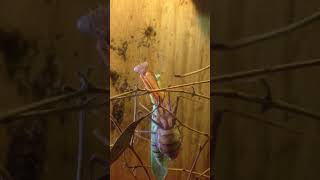 sphodromantis lineola mating [upl. by Kcirdla623]