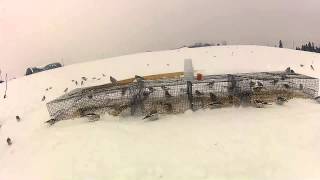 Flock of Snow Buntings in York Region [upl. by Ainsworth]