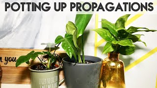 PROPAGATING MONSTERA FATSIA amp DUMB CANE  Repotting Cuttings  Miss Bird [upl. by Komara]