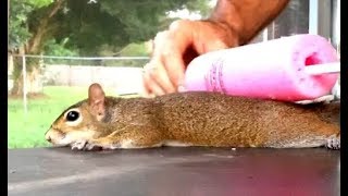 Making A Squirrel Pancake [upl. by Neehar829]