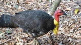 Brush Turkey  Coffs Harbour [upl. by Tnias]