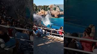 Killer Whale Splashes the Crowd at Seaworld 🐳california animals travel [upl. by Sybilla]