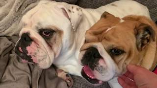 Lincoln and Birdie settling into normal life together  ENGLISH BULLDOG [upl. by Eelatan65]