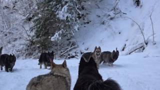 La Légende du Loup Noir sous la neige [upl. by Ehcrop]