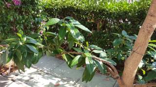 Espalier avocado tree [upl. by Aileen673]