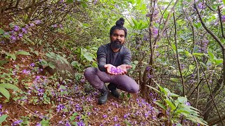 Mass flowering of Karvy Strobilanthes callosa  by Shantanu Kuveskar [upl. by Atteloc]