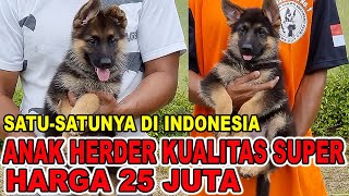 ANAK HERDER KUALITAS SUPER HARGA 25 JUTA  SATUSATUNYA DI INDONESIA  AGNEW TANTO [upl. by Eckel391]