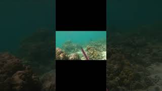 how to spear fish in shallow water [upl. by Liliane]