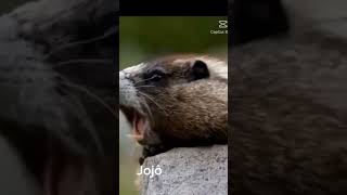 Marmota gritando Joana [upl. by Monjo]