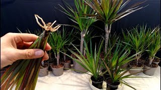 How to grow Dracaena plants from cuttings [upl. by Kegan]