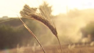 Storie e persone il grano siciliano [upl. by Ainesej]