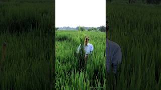 Do Roguing in Paddy for Quality Seed shorts [upl. by Ilrahc]