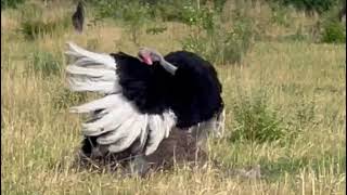 Savanna Ballet Ostrich Mating Dance [upl. by Fitalludba296]