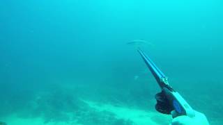 Spearfishing yellowtail at Skipskop Western Cape [upl. by Amathist]