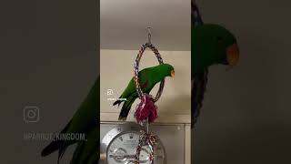 My eclectus parrot saying byebye Super excited birds eclectus eclectusparrot talkingparrot [upl. by Coco]