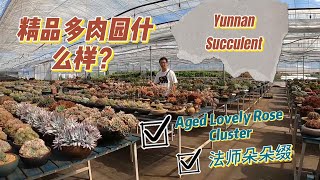 Competitive Succulent Nursery精品多肉园长什么样Lovely Rose Aged Cluster PK法师朵朵缀 Aeonium Cristata  Yourdon油灯 [upl. by Ahsyla]