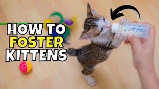 How to Foster Kittens Do YOU Have What it Takes [upl. by Anela]