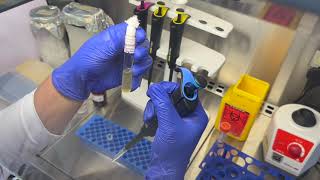 Extracting bacterial DNA using boiling lysis method [upl. by Dougall]