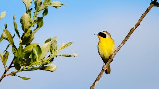 Spring Songbirds in 4K 7 Hours of Beautiful Bird Scenes amp Sounds for Relaxation Study Sleep UHD [upl. by Ziagos517]