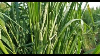 Domestication of Kodo millet Paspalum [upl. by Swithbert]