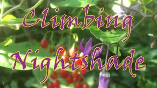 Climbing NightshadeðŸ’Solanum dulcamara [upl. by Port]