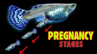 Guppy Fish Pregnancy Stages and Live Birth caught on Camera [upl. by Absalom]