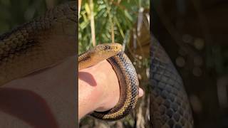 Big Yellow Ratsnake in Coastal Georgia [upl. by Assirahc779]