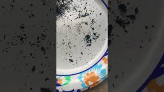 Quick and easy way to get springtails [upl. by Ardnwahsal]