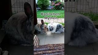 Kaninchen Mythen Part 1🐰🐰 kaninchen artgerecht [upl. by Atte266]