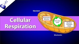 Cellular Respiration [upl. by Eekram]