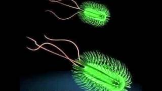 3D Model Escherichia Coli Bacteria Review [upl. by Elleraj]