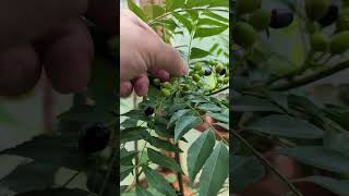 Curry leaf berries  Tasting Murraya koenigii [upl. by Irodim]