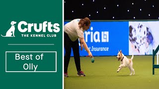 The best of Olly the Jack Russell Terrier at Crufts  Crufts 2022 [upl. by Hoye]