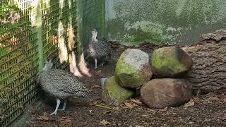 A pair of Elegant crested tinamou [upl. by Isadora]